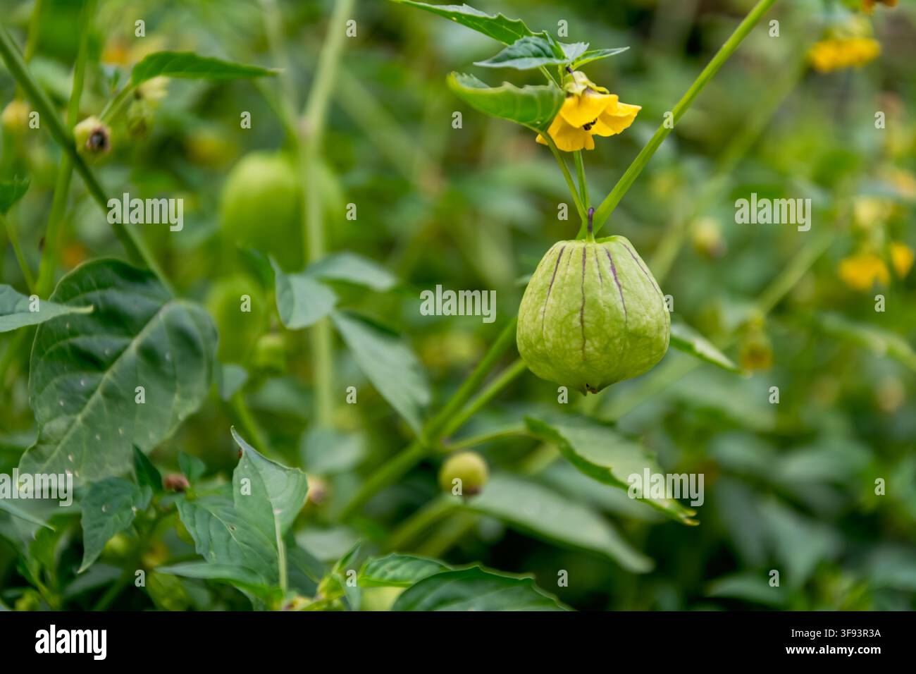 Tomatillo non maturo, Physalis philadelphica, pende all'interno di una guaina verde gonfiata sotto un fiore giallo tra il fogliame fitto del giardino. Foto Stock