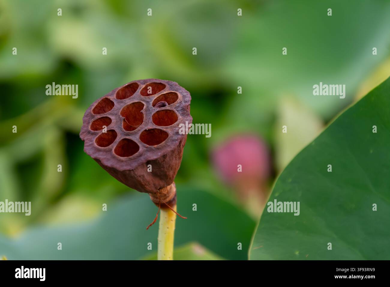 Una capsula di seme maturo e secco di Nelumbo nucifera mostra le sue distintive camere circolari contro una morbida foglia di loto verde. Foto Stock