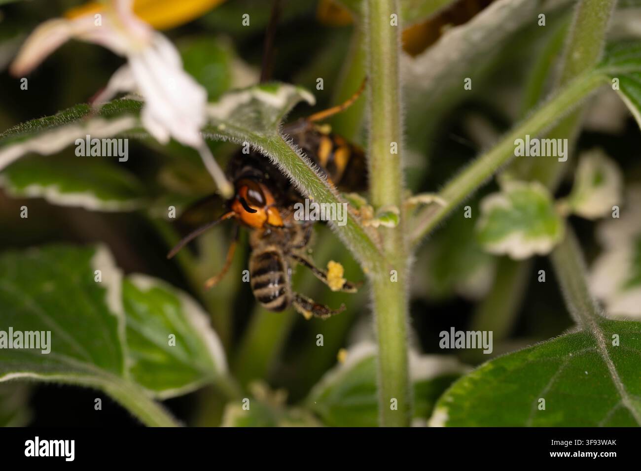 Foto documentaria di un calabrone asiatico che tiene un'ape mellifera catturata, mostrando il comportamento predatorio di una specie invasiva nell'habitat urbano di Düsseldorf, Germania Foto Stock