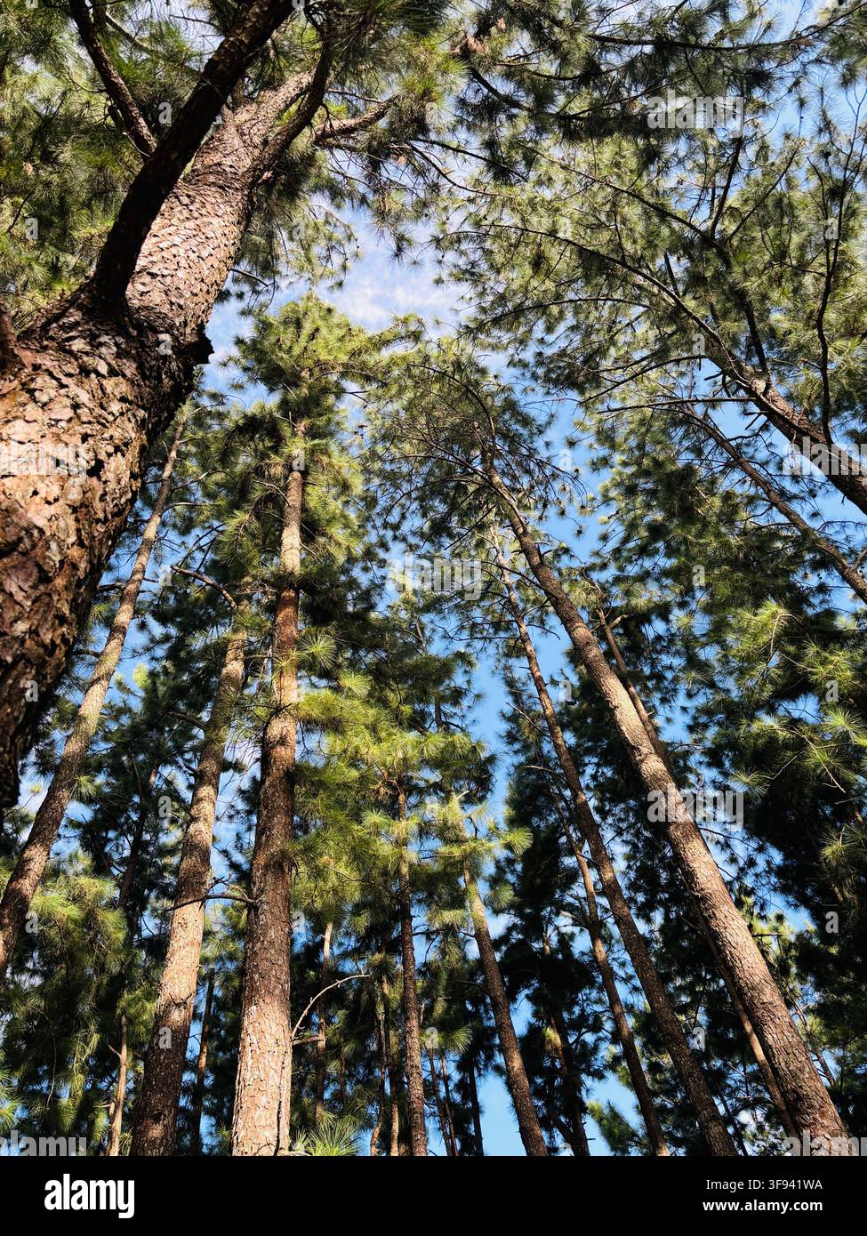 Alti pini che si protendono verso un cielo blu limpido nella panoramica foresta di pini di Babarakanda, Sri Lanka, che mostra una pacifica bellezza naturale. - Immagine stock catturata con smartphone