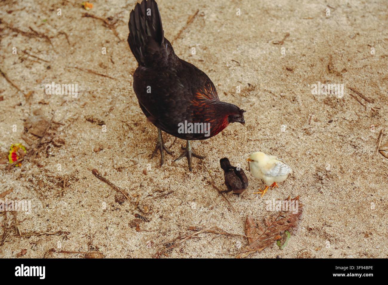 Gallina con i suoi pulcini sulla sabbia Foto Stock