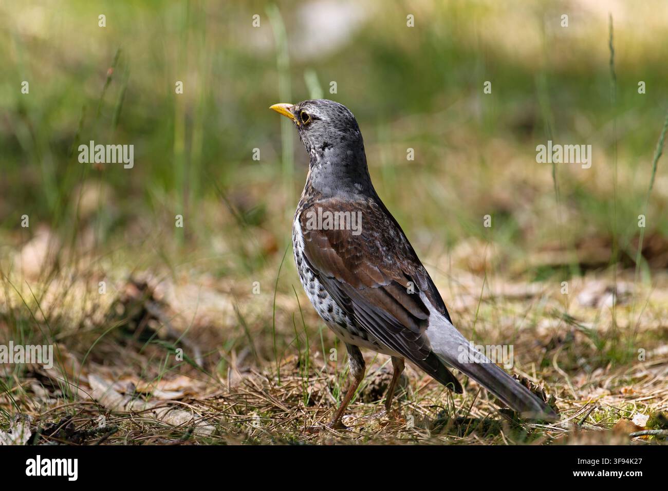 Frullo europeo (Turdus pilaris) in piedi su un prato verde Foto Stock