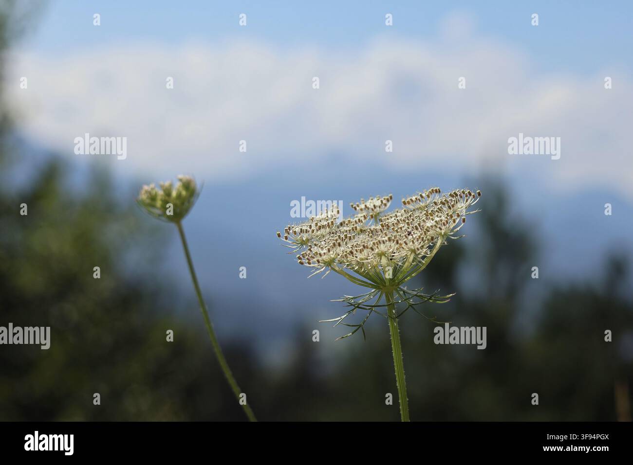 Carota selvatica (Daucus carota) in fiore su un cielo blu sfocato e uno sfondo naturale verde Foto Stock