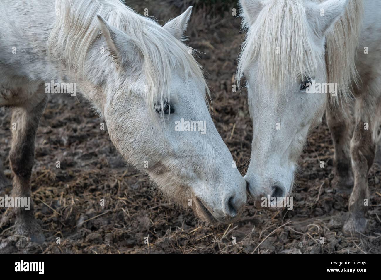 Due cavalli di Camargue, una delle razze di cavalli più antiche e robuste al mondo. Foto Stock