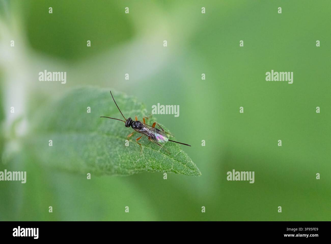 Formica da giardino volante nera con aculeo Foto Stock