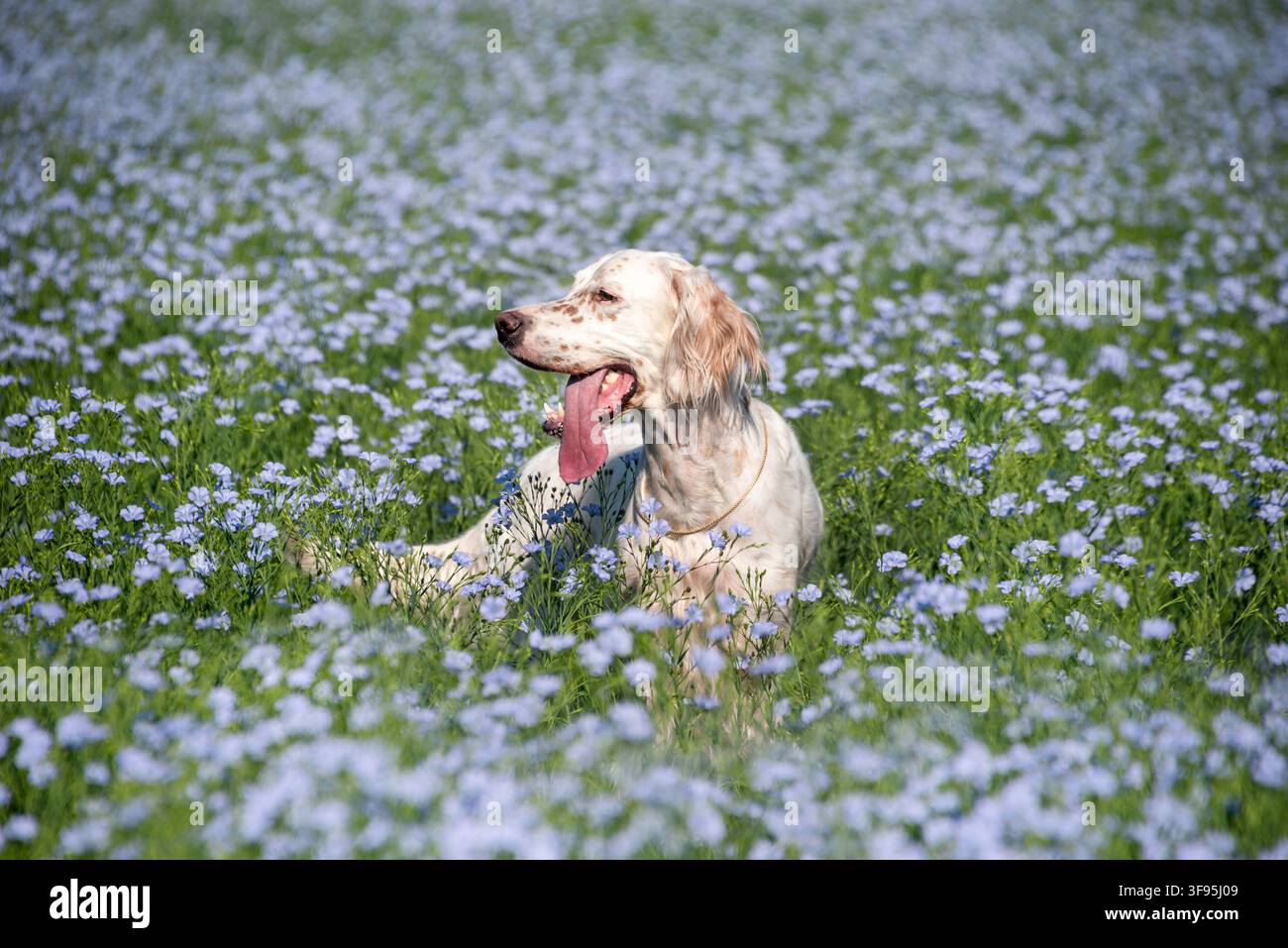 Elegante bianco con macchie rosse English Setter in un campo di fiori blu. Camminare con un cane fuori città. Cani da caccia. Foto Stock