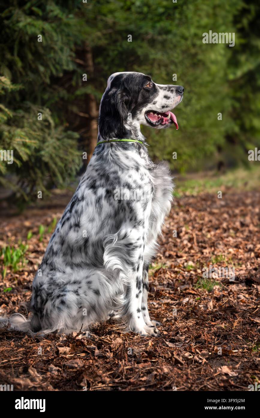 Bellissimo setter inglese bianco con macchie nere nella foresta tra l'erba secca. Passeggiata con un cane fuori città. Cani da caccia. Foto Stock