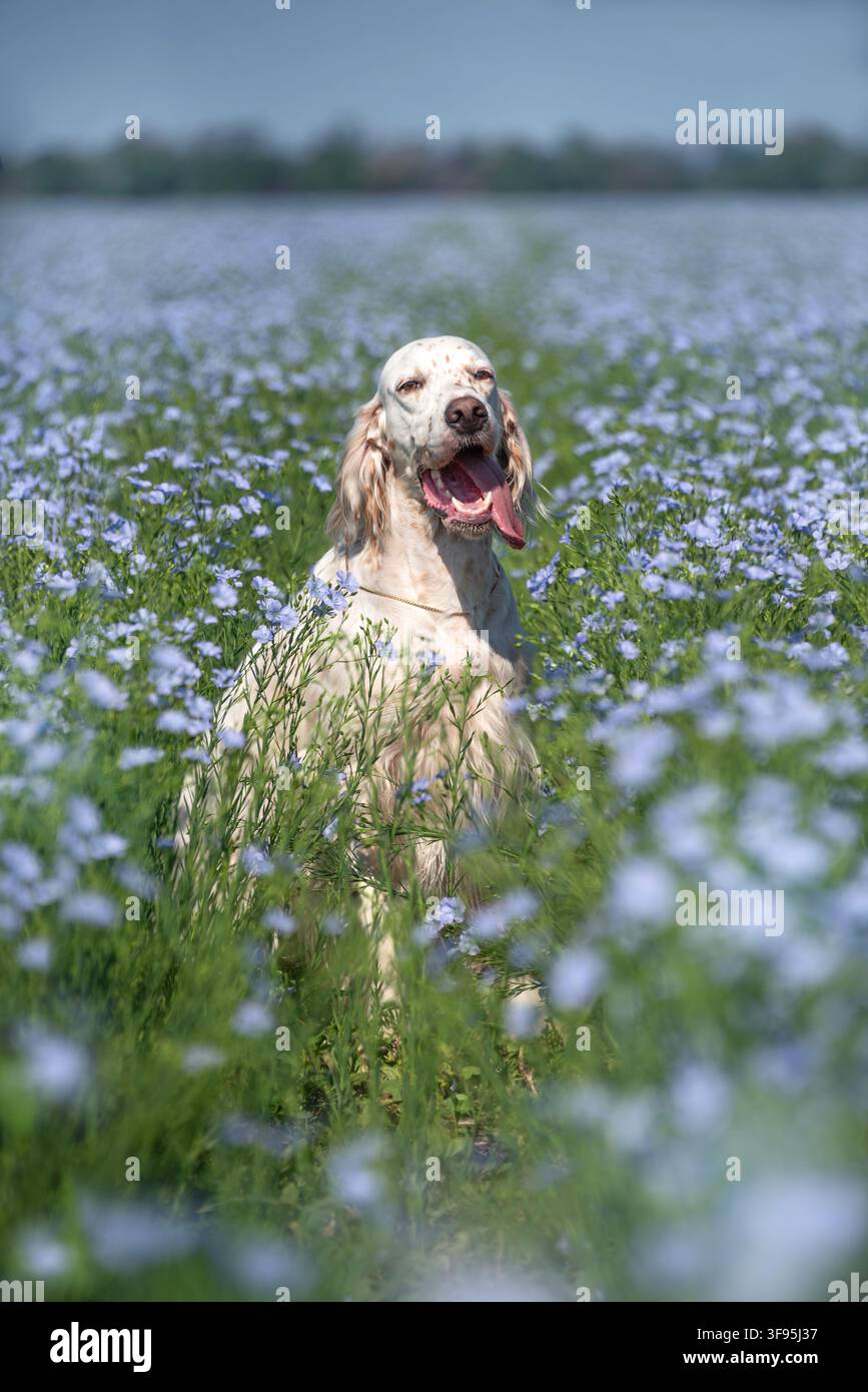 Ritratto di un elegante setter inglese bianco con macchie rosse tra un campo di fiori blu. Passeggiare con un cane fuori città. Cani da caccia. Foto Stock