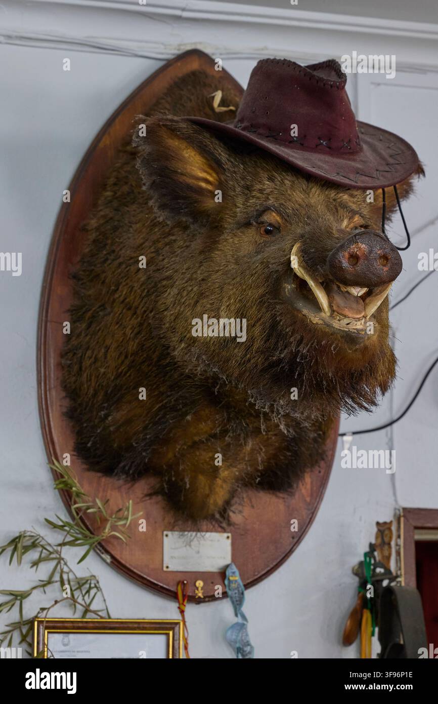 Montaggio tassidermico di cinghiale con cappello da cowboy su placca in legno rustico. El Ponton, Valencia, Spagna - 1 agosto 2026. Foto Stock