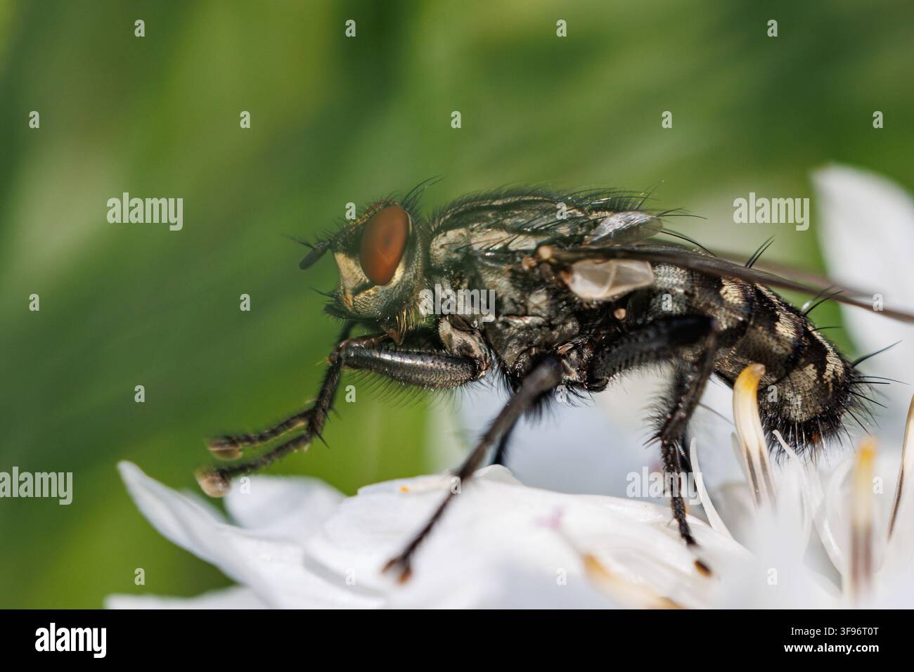 Vista laterale macro di una mosca carnivora seduta su petali di fiori bianchi Foto Stock