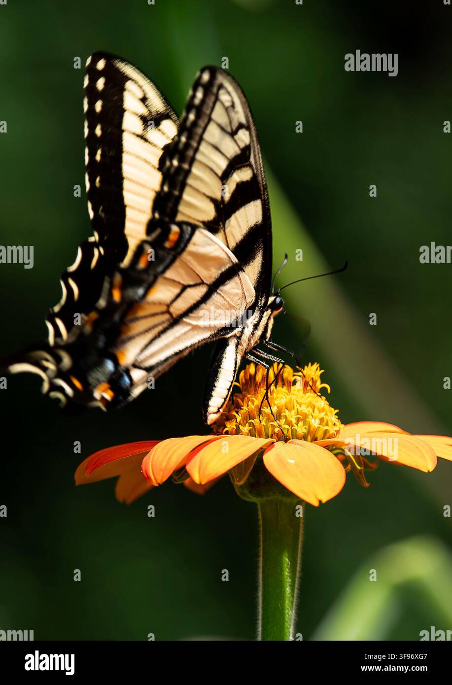 Una farfalla macaone che si nutre su una pianta vibrante Foto Stock