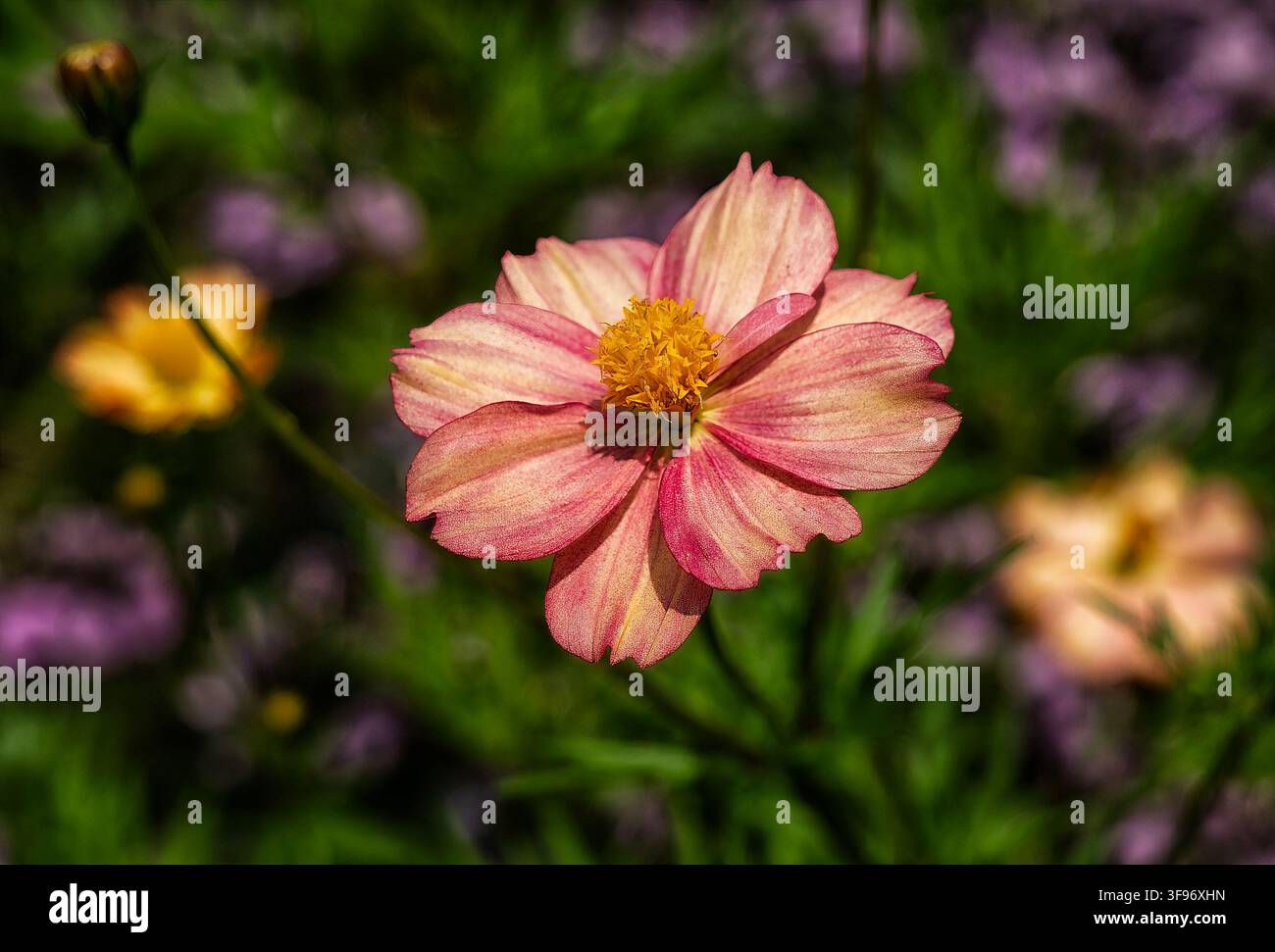 Un fiore di cosmee da giardino Apricotta (Cosmos bipinnatus) Foto Stock