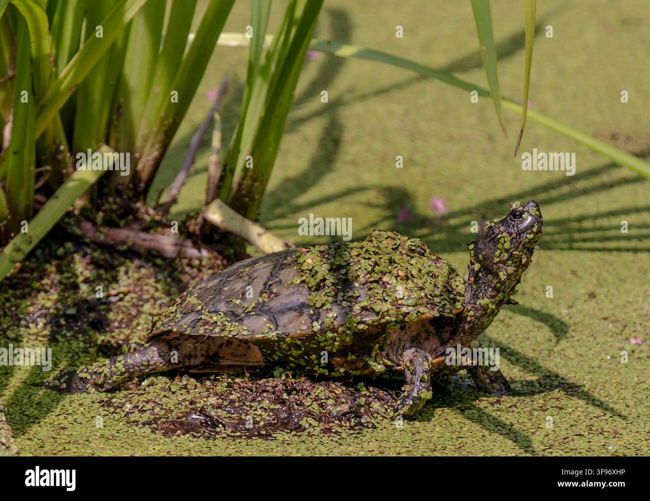 Una tartaruga comune dal muso (Chelydra serpentina), che emerge da una zona umida poco profonda coperta di lenticchie d'acqua Foto Stock