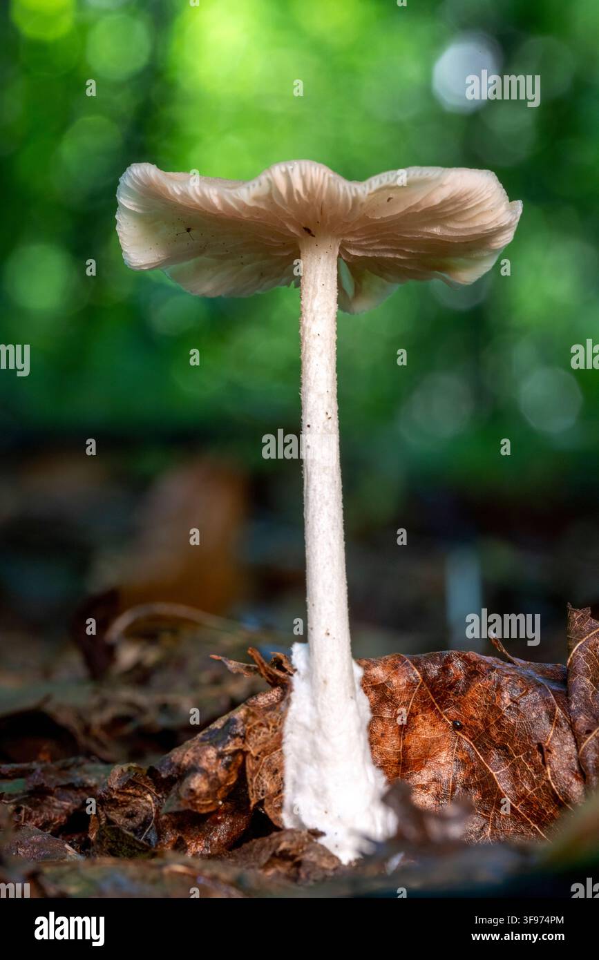 Delicato fungo bianco che brilla sul suolo della foresta - Coontree Trail, Pisgah National Forest, Brevard, North Carolina, USA Foto Stock
