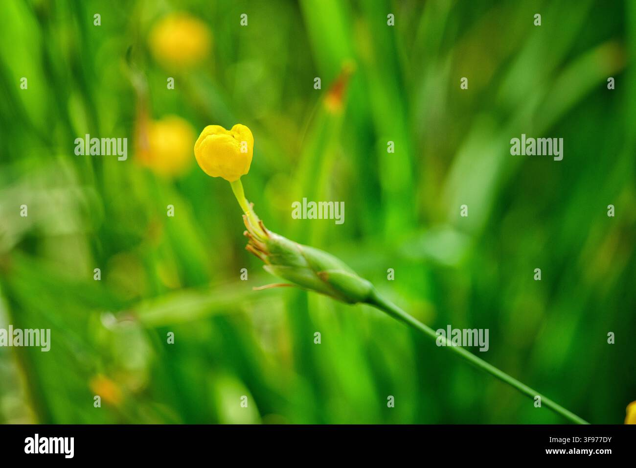 Trimezia martinicensis pianta di iris gialla camminante con delicato bocciolo fiorito su stelo verde, fotografia macro dettagliata dell’America del Sud tropicale Foto Stock