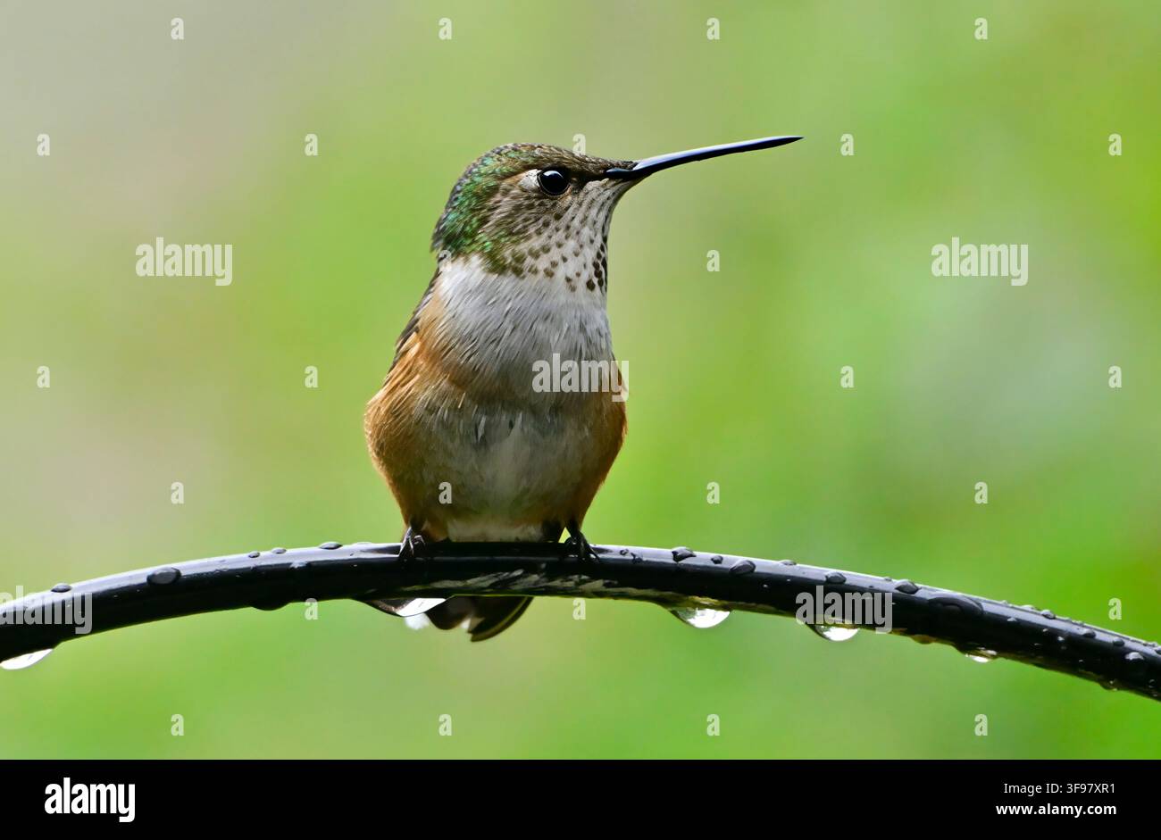 Un minuscolo Colibrì ruggine, "Selasphorus rufus", appollaiato su un filo, cerca di tenere la pioggia lontana dalle sue piume Foto Stock