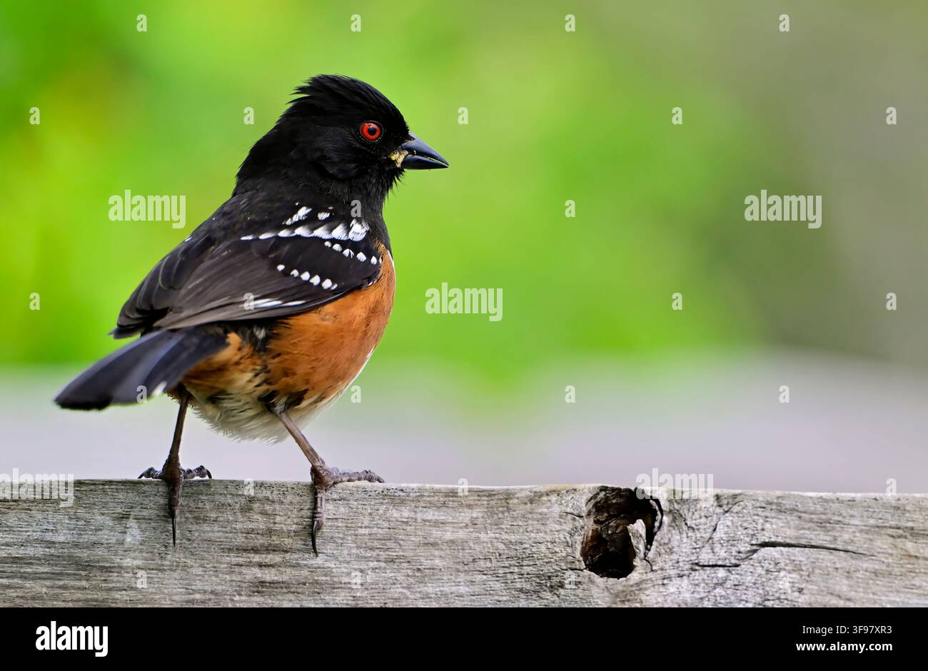 Un uccello Towhee maculato, 'Pipilo maculatus', che cerca insetti lungo una recinzione di legno nella campagna della British Columbia, Canada Foto Stock