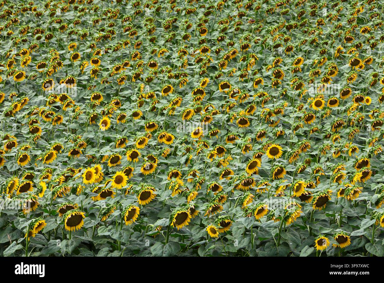 Ampio campo fitto di girasoli pieno di capolini maturi e fogliame verde, che crea un motivo ripetitivo naturale adatto all'agricoltura Foto Stock
