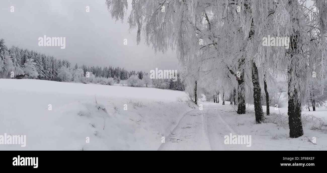 Strada sterrata innevata fiancheggiata da alberi invernali in un paesaggio tranquillo, Lauenstein, Ludwigsstadt, Parco naturale di Frankenwald, Alta Franconia Foto Stock