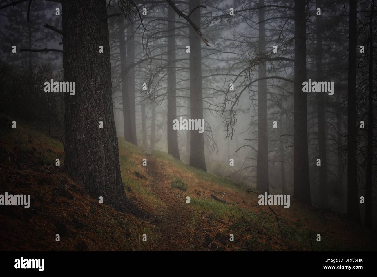 https://gemini.google.com/app/aa9ebbd6bc565b01#::text=Sentiero%20della%20Foresta%20di%20Pini%20Nebbioso%20Avvolto%20in%20una%20Nebbia%20Atmosferica Foto Stock