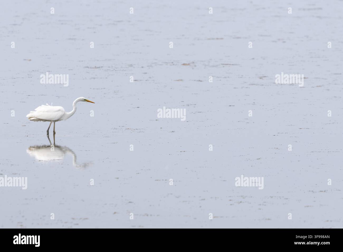 Un airone bianco (Ardea alba) si trova da solo in acque basse, guardando verso destra. Il suo corpo bianco snello, il lungo collo, le lunghe zampe scure e il becco giallo Foto Stock