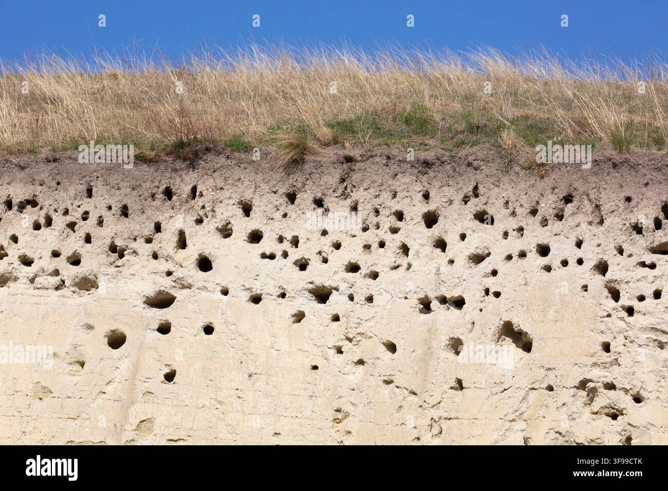 Beccaccino europeo, Merops apiaster, buchi di cova in una cava di sabbia, Sassonia, Germania Foto Stock