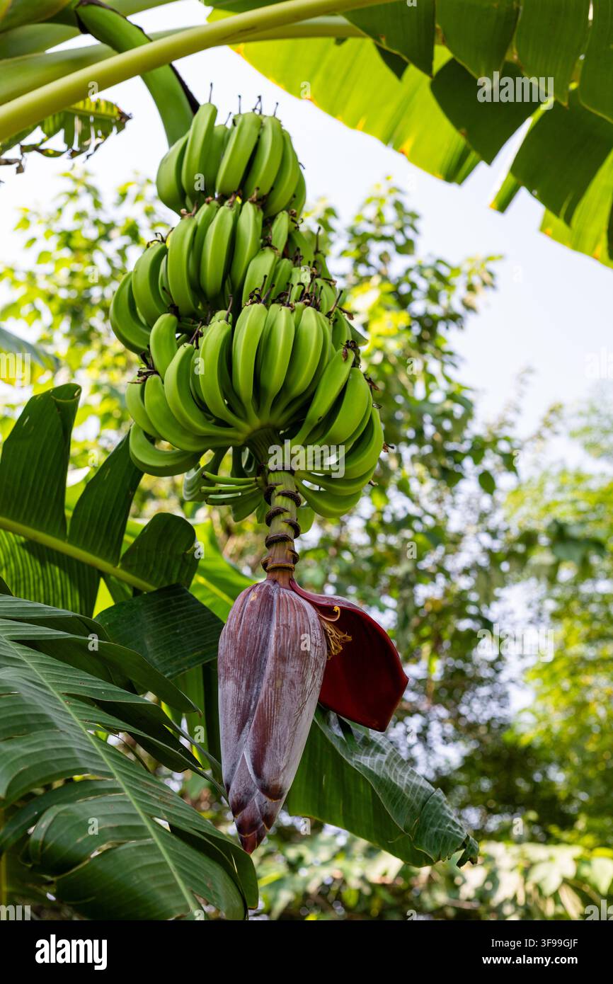Banane verdi immature appese a un banano con fiore e rigogliosa vegetazione tropicale Foto Stock