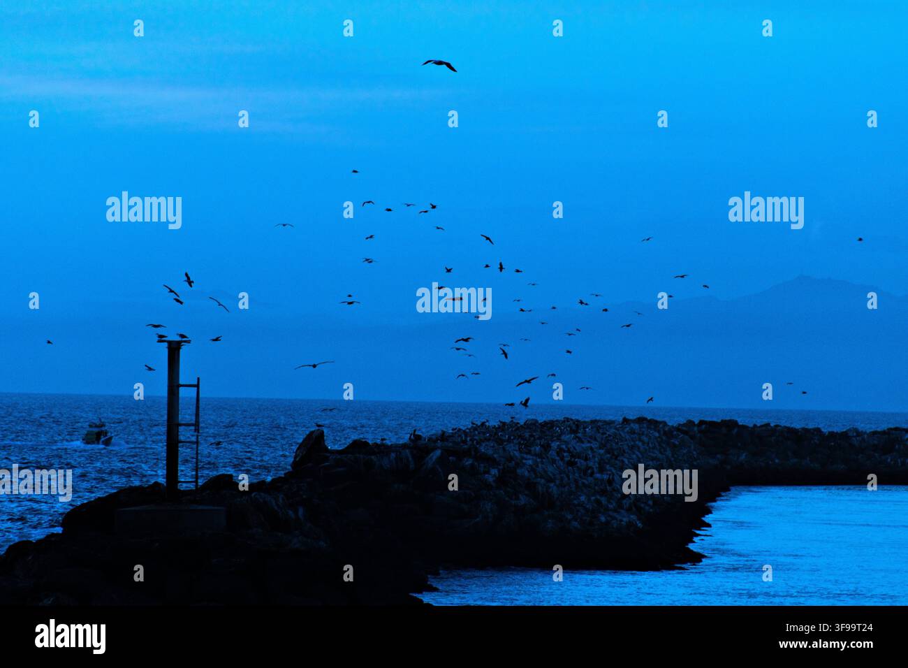 Scena costiera nei toni del blu con uccelli che volano sopra una riva rocciosa. Un faro in silhouette si staglia contro un mare calmo e un orizzonte scuro. Gli uccelli appaiono come scattere Foto Stock