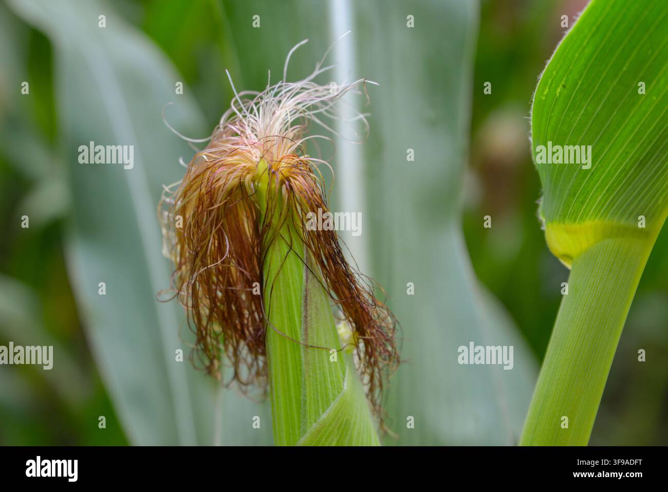 Primo piano dettagliato di un orecchio di mais in sviluppo circondato da foglie verdi, con delicate setole marroni e pallide visibili in cima, che illustra la crescita del mais Foto Stock