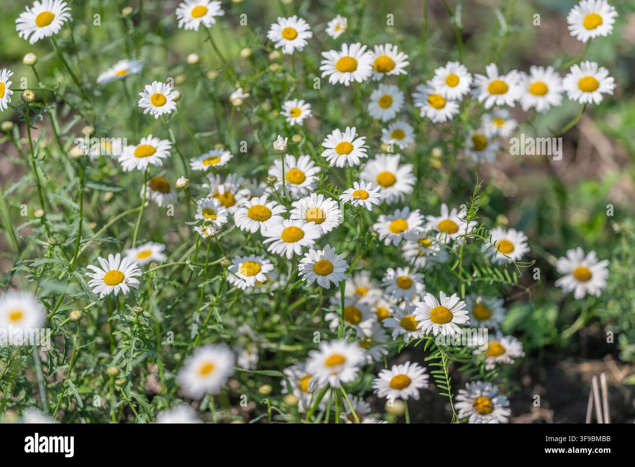 In un giardino soleggiato, le margherite allegre danzano dolcemente nella brezza, i loro petali bianchi brillano e i centri gialli risplendono luminosi. La bellezza della natura fiorisce Foto Stock