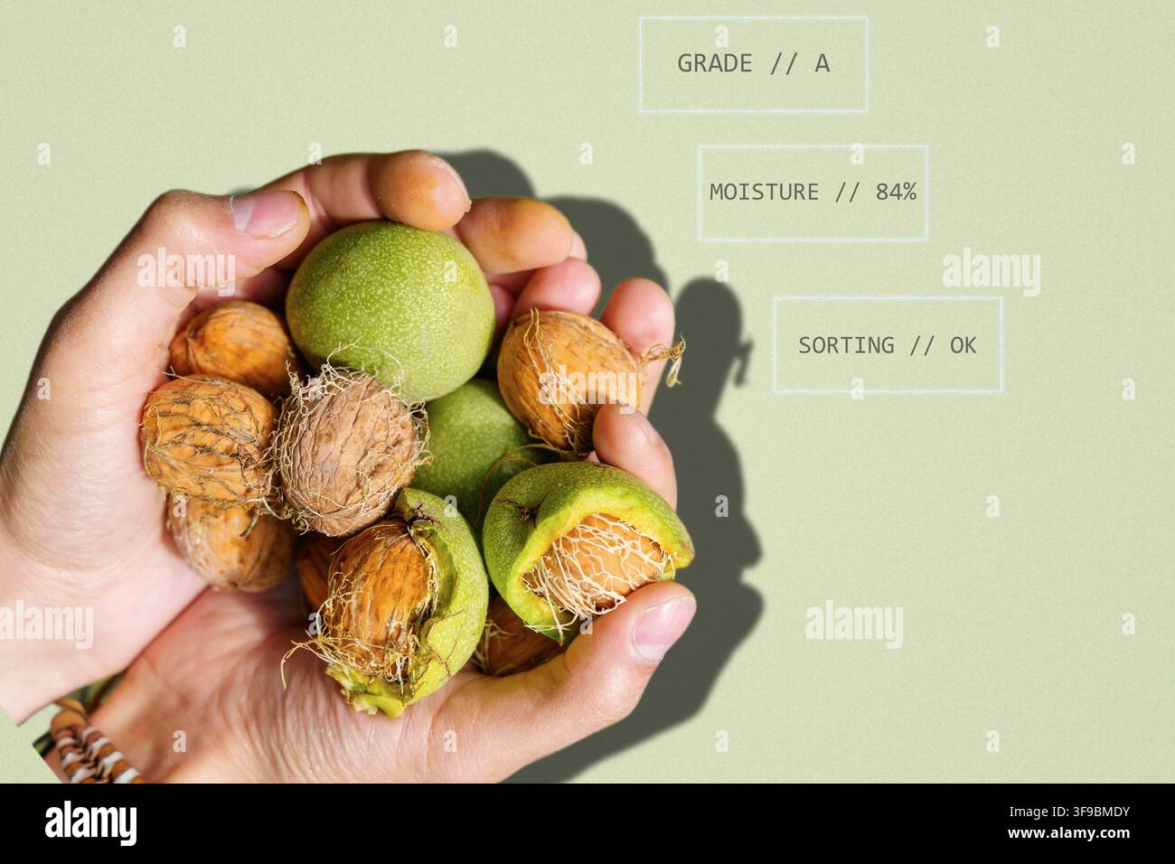 Layout Harvest Rush Agrotech con carte di smistamento della qualità delle noci Foto Stock