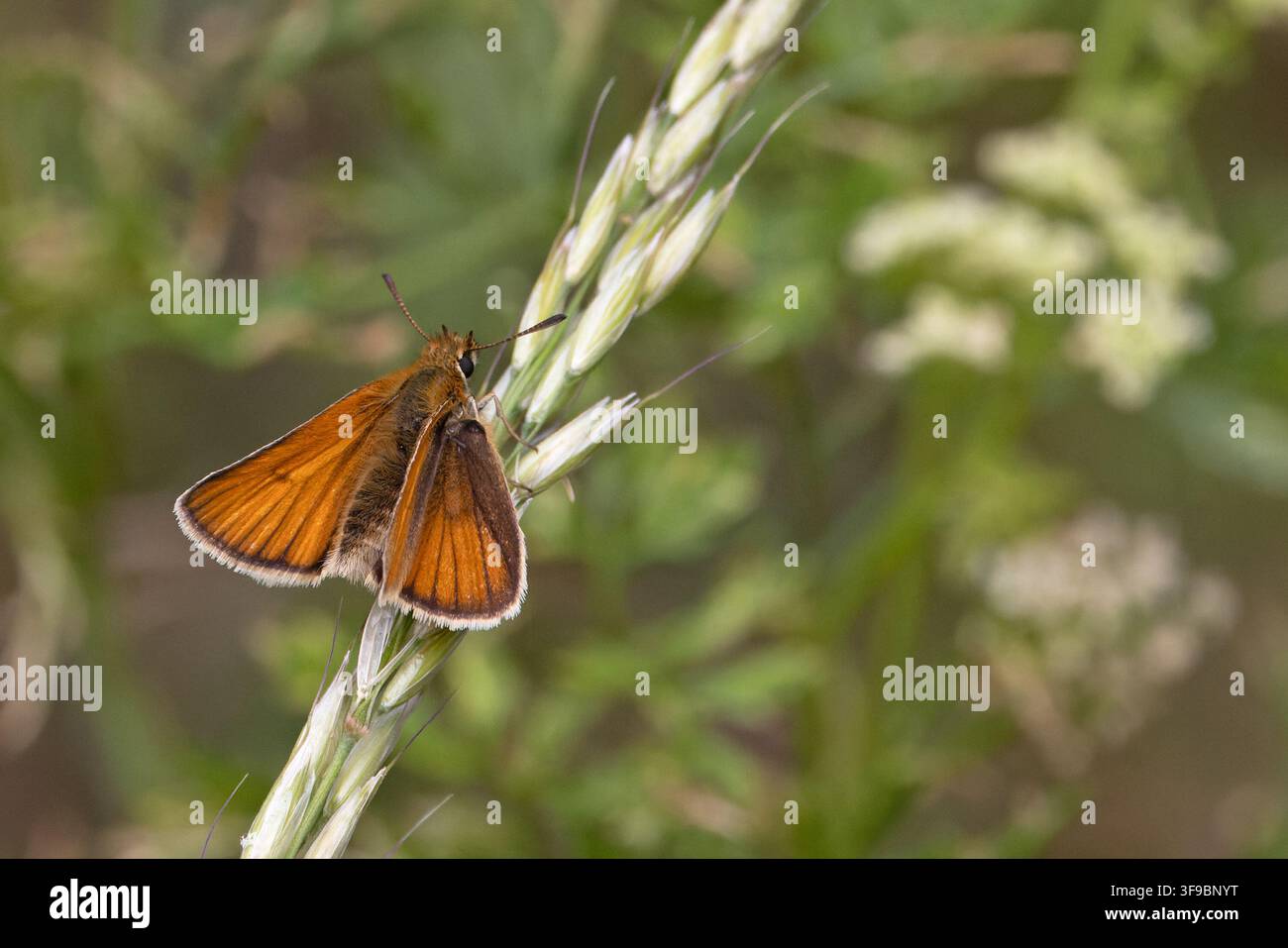Grande Skipper (Ochlodes venatus) Suffolk luglio 2026 Foto Stock