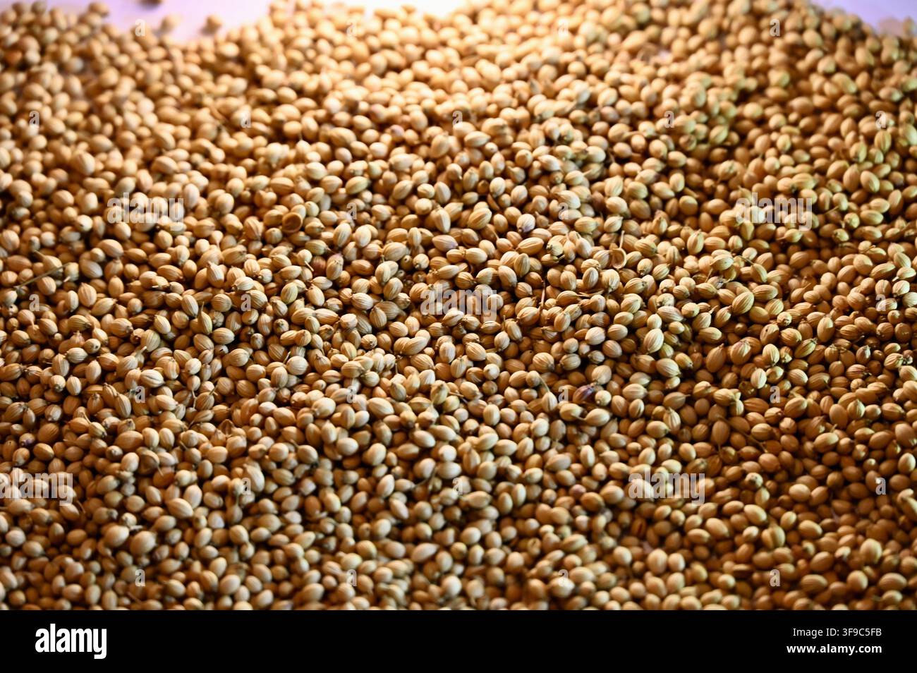 Fotografia ravvicinata commerciale di una generosa diffusione di semi di coriandolo arrotondati e aromatici, che coprono l'intero fotogramma per creare uno sfondo a trama naturale e biologica per concetti culinari e di spezie. Foto Stock