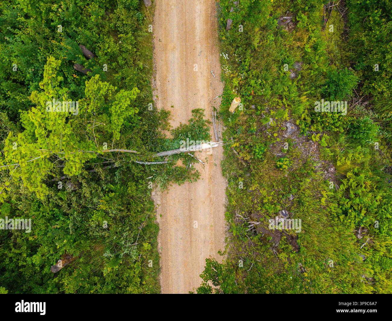 Veduta aerea di un albero caduto che blocca una strada sterrata in una fitta foresta in Lettonia. Foto Stock