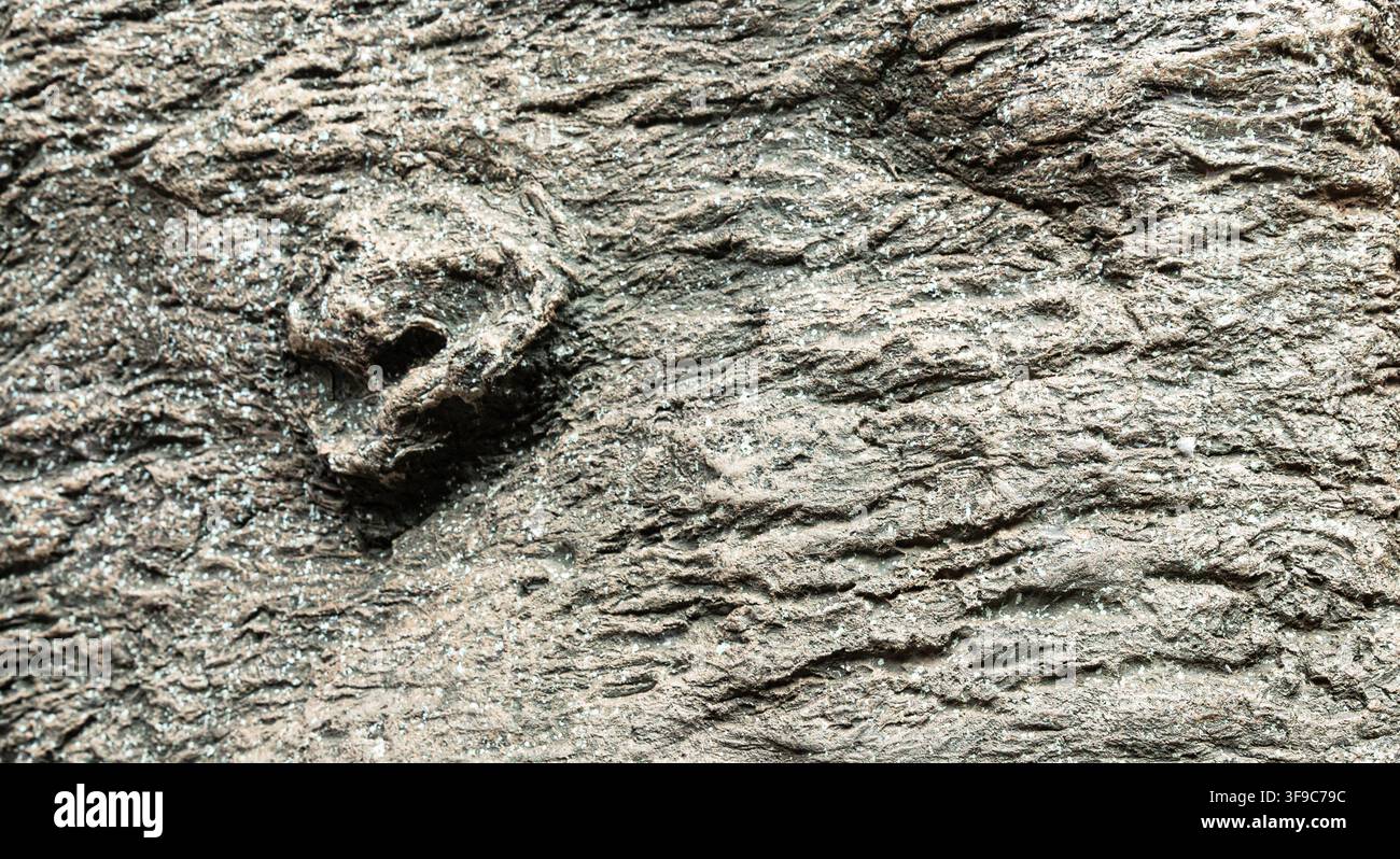 Corteccia di albero vecchia e ruvida con scanalature profonde e nodo naturale Foto Stock