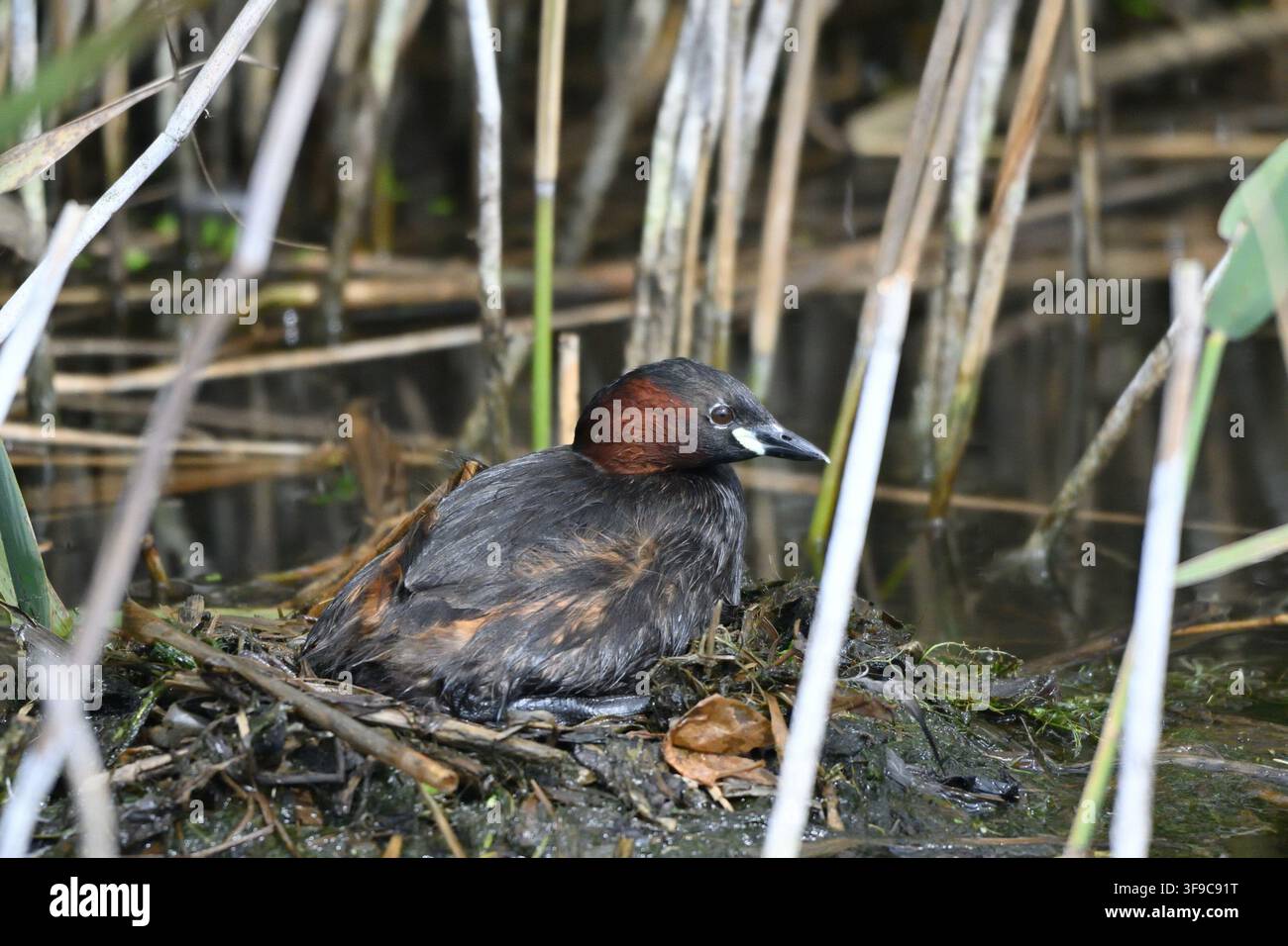 Piccolo svasso (Tachybaptus ruficollis) Foto Stock