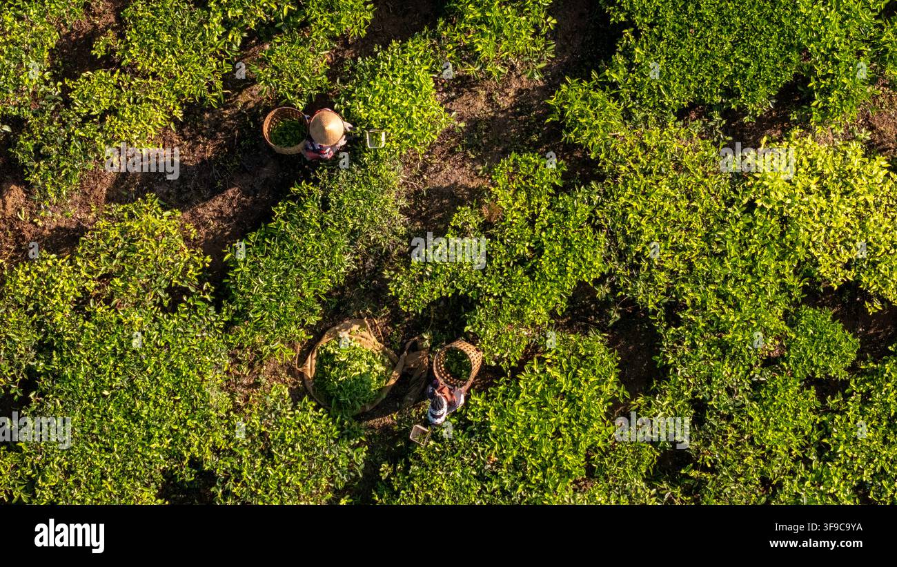 Vista aerea della piantagione di tè di Bedakah con lavoratori che indossano cappelli a cono e raccolgono foglie di tè in cesti a Kecamatan Kertek, Jawa Tengah, Indonesia Foto Stock