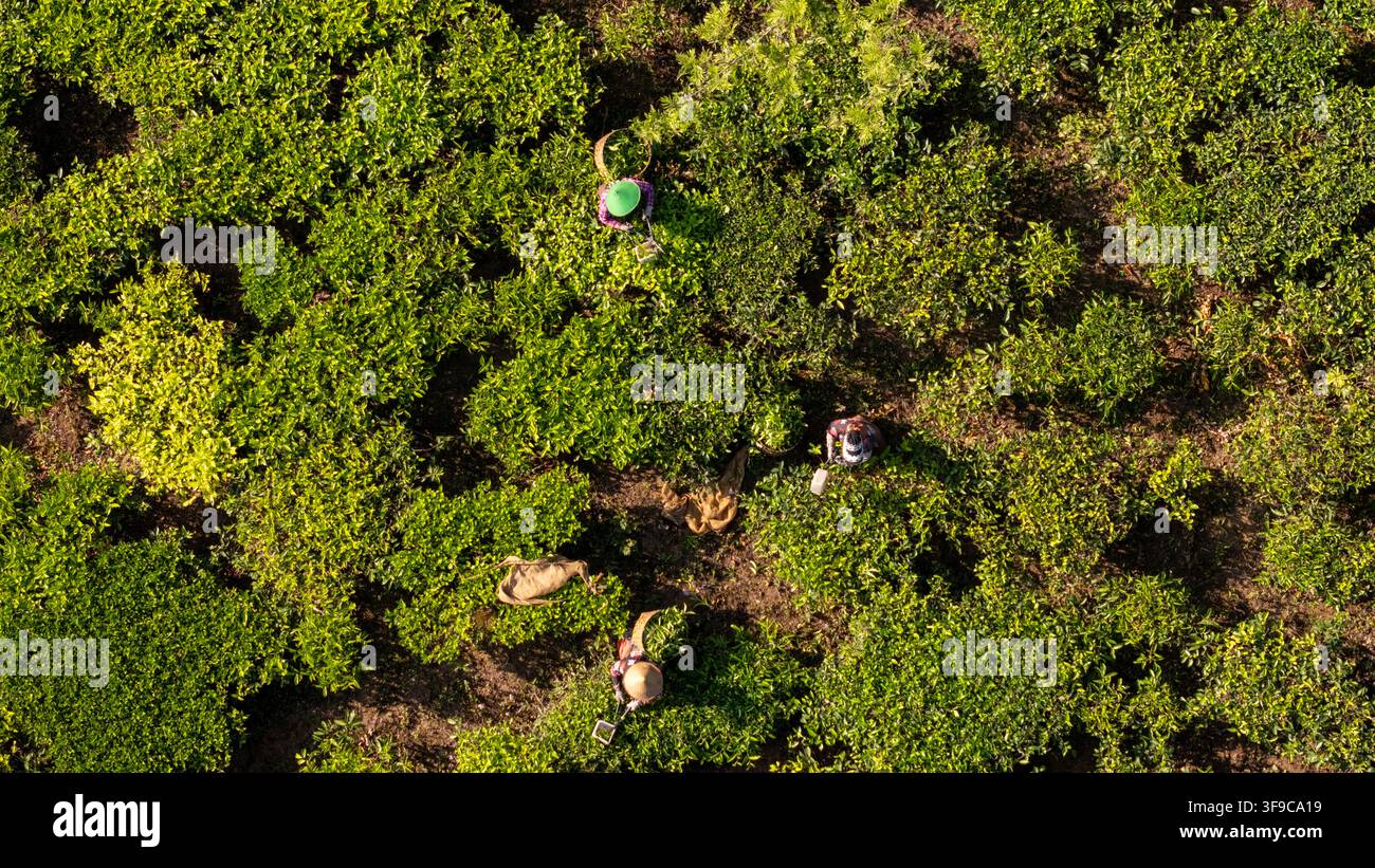 Vista aerea della piantagione di tè Bedakah con lavoratori che indossano cappelli conici e raccolgono foglie di tè nei rigogliosi campi verdi di Kecamatan Kertek, Jawa Tenga Foto Stock