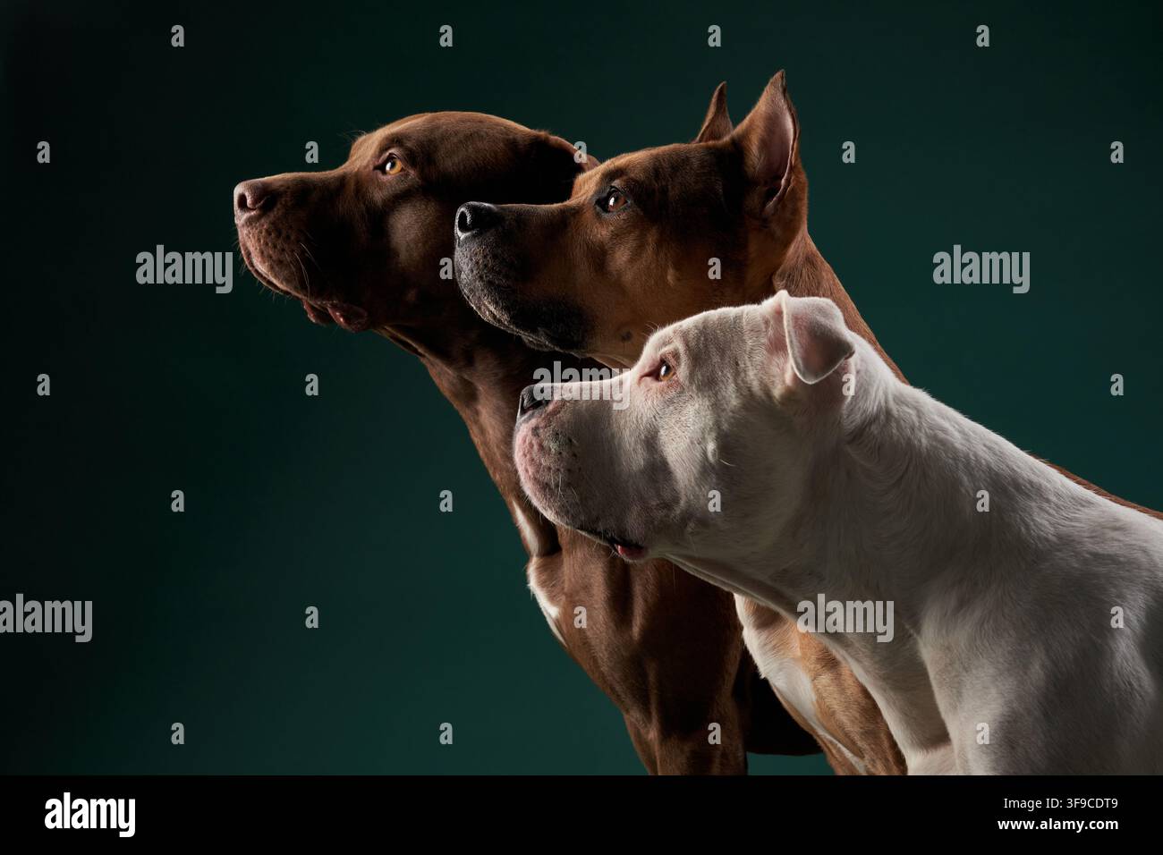 Tre cani Pitbull sono visti di profilo, che guardano all'unisono verso l'alto. Un drammatico illuminazione da studio enfatizza i loro colli potenti e le espressioni concentrate. Foto Stock