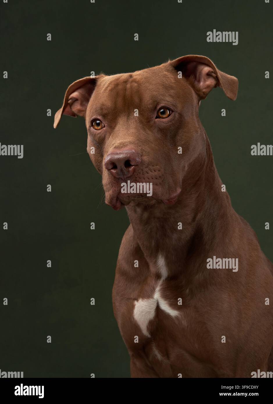 Un cane Pitbull è seduto tranquillamente su uno sfondo scuro da studio. Un'espressione facciale forte mostra una corporatura muscolosa, una postura sicura e uno sguardo concentrato sotto Foto Stock