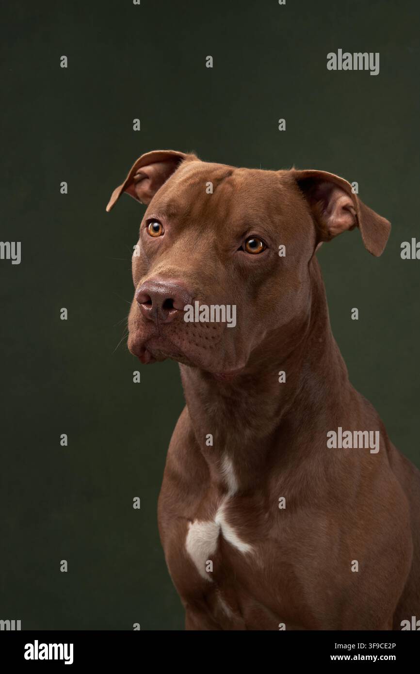 Un cane Pitbull mantiene una posizione di allerta con entrambe le orecchie sollevate. L'illuminazione evidenzia la sua struttura atletica e il suo atteggiamento concentrato su uno sfondo semplice. Foto Stock