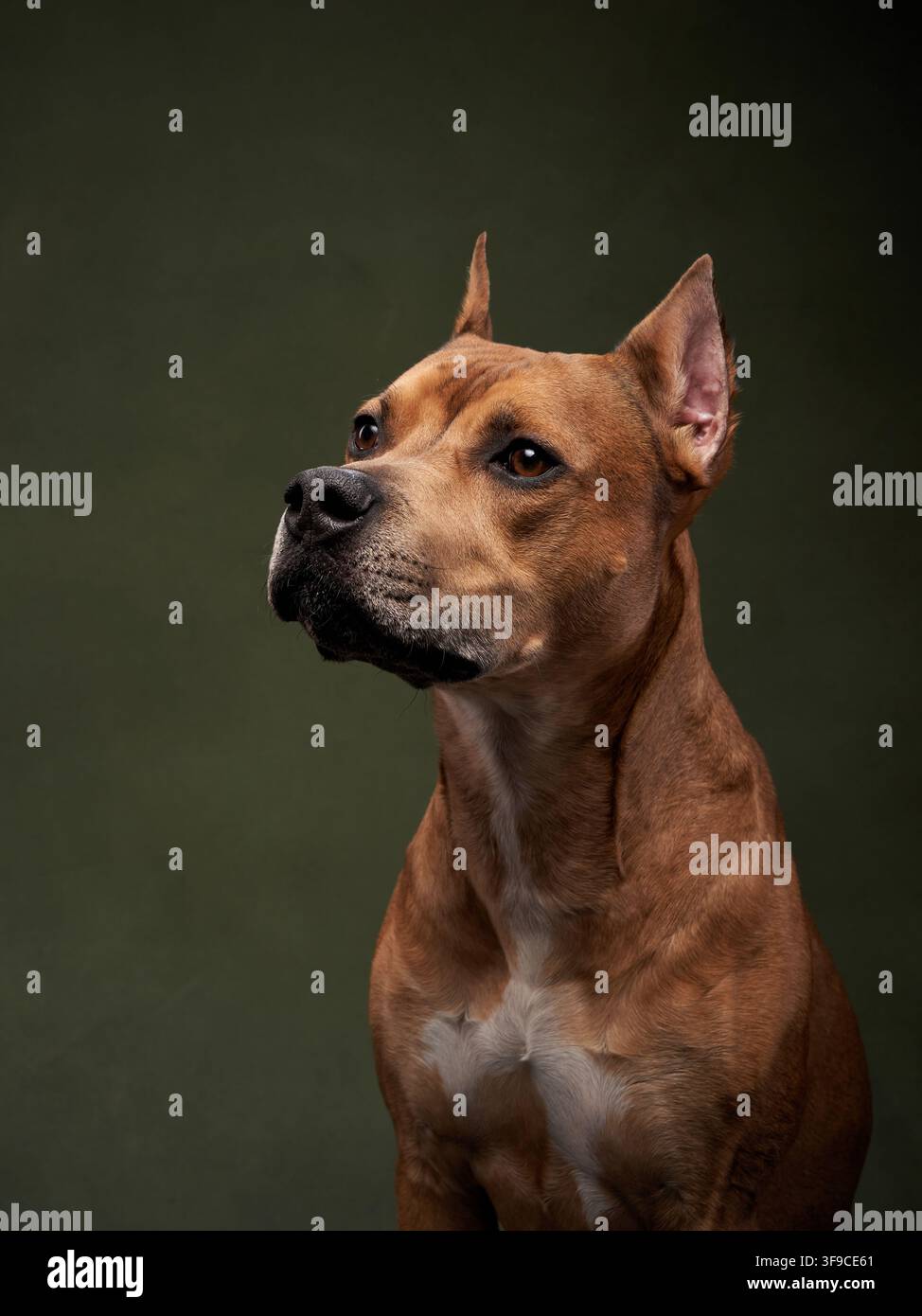 Un cane Pitbull è ripreso di profilo con le orecchie dritte. Uno sfondo scuro e una luce soffusa evidenziano la struttura del suo viso e la corporatura muscolosa. Foto Stock