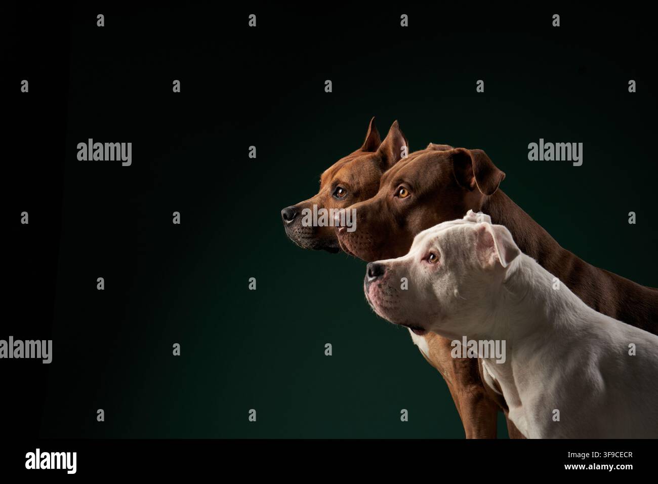 Tre cani Pitbull, due marroni e uno bianco, sono posizionati fianco a fianco in una luce soffusa. Le loro teste sono allineate mentre fissano davanti a loro con calma Foto Stock