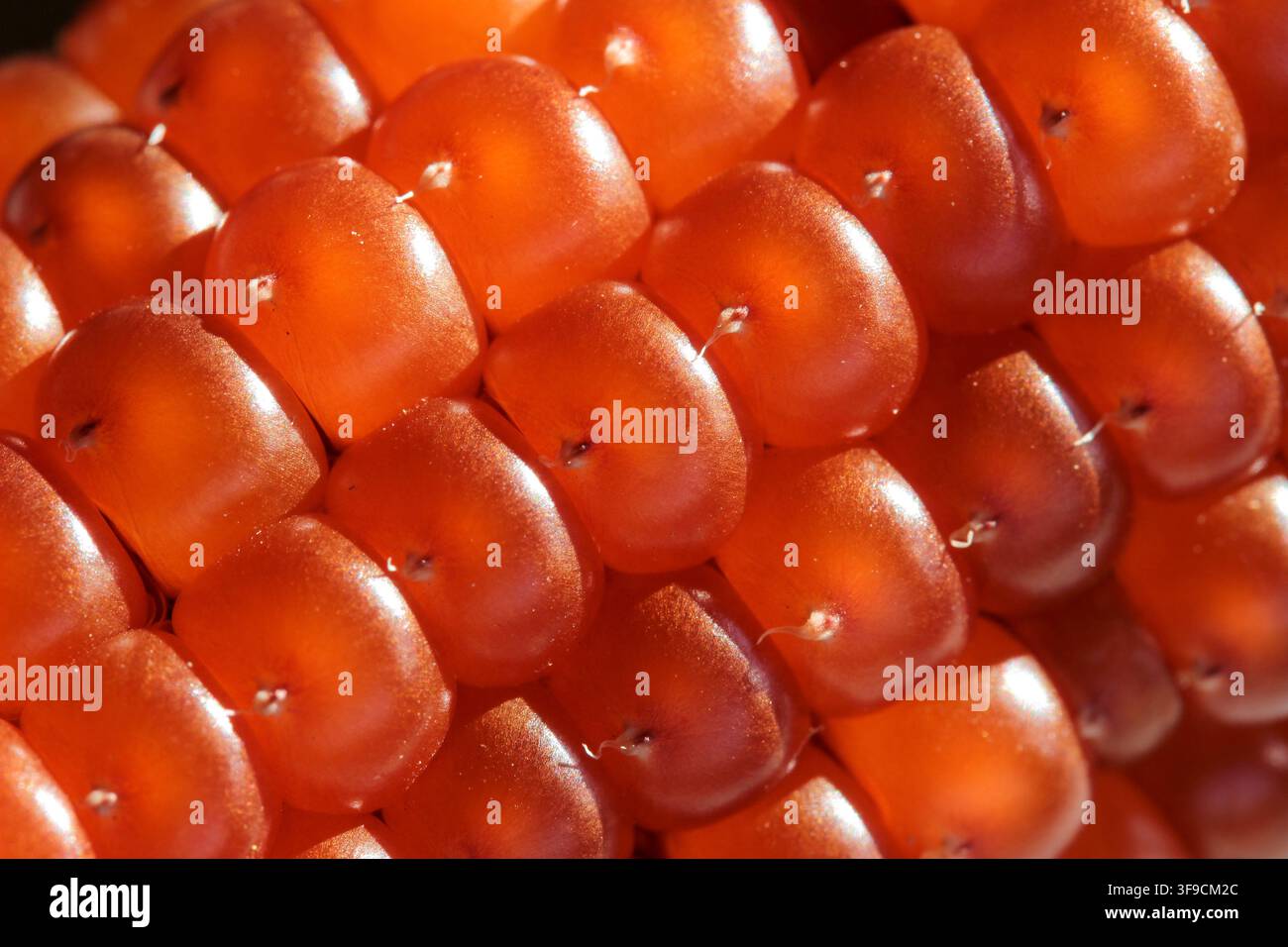 Estrema macro close-up di chicchi di mais rossi e arancioni lucidi su un grappolo, che mostrano una texture naturale intricata e dettagli Foto Stock