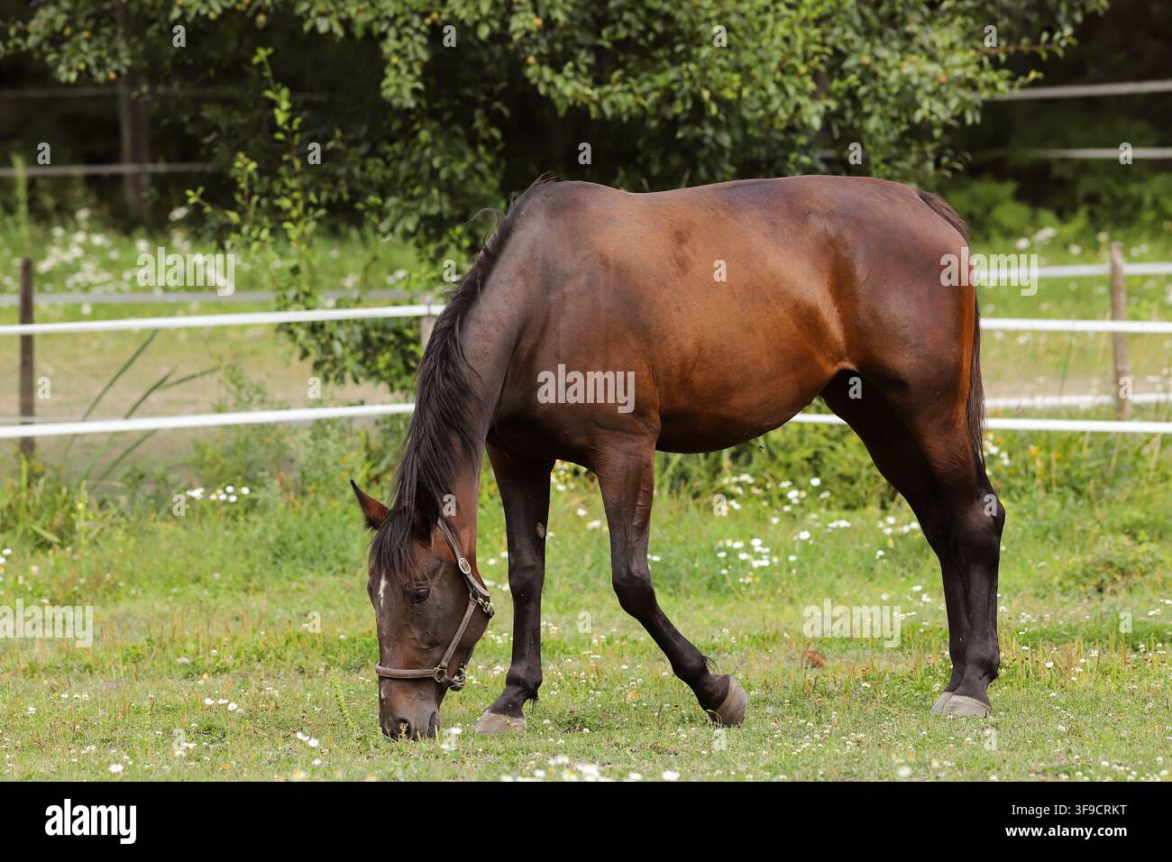 Un cavallo marrone con un cavezza che pascola pacificamente in un prato verdeggiante in una giornata estiva soleggiata. Scena di campagna rurale con un cavallo domestico sano Foto Stock