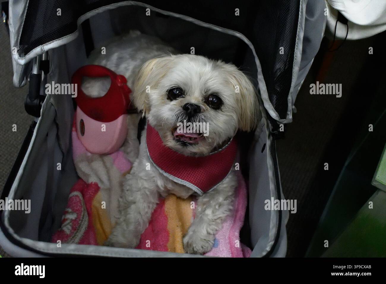Cane piccolo in un passeggino Foto Stock