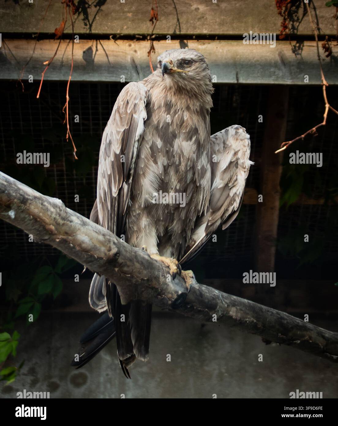 Eagle Foto Stock