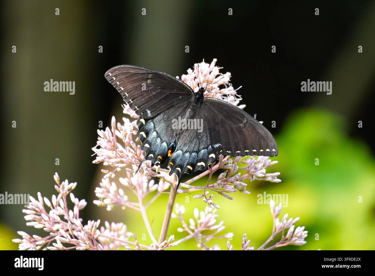 Farfalla papiglione tigre orientale forma scura Foto Stock