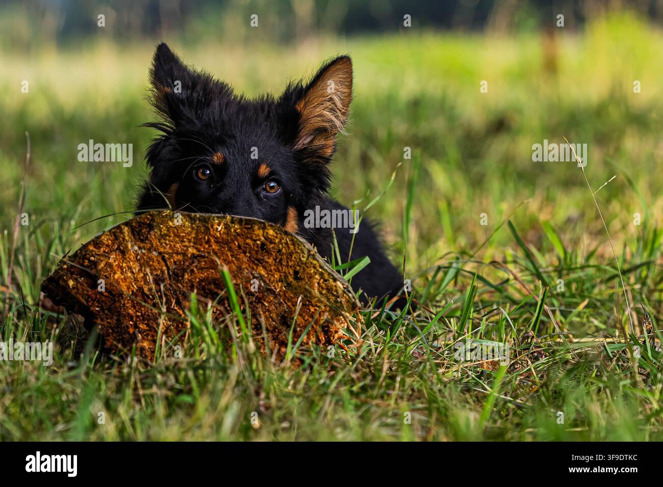 Cucciolo di pastore boemo femmina (Canis lupus familiaris) osserva da dietro un tronco in un prato erboso, mostrando occhi luminosi e carattere giocoso. Foto Stock