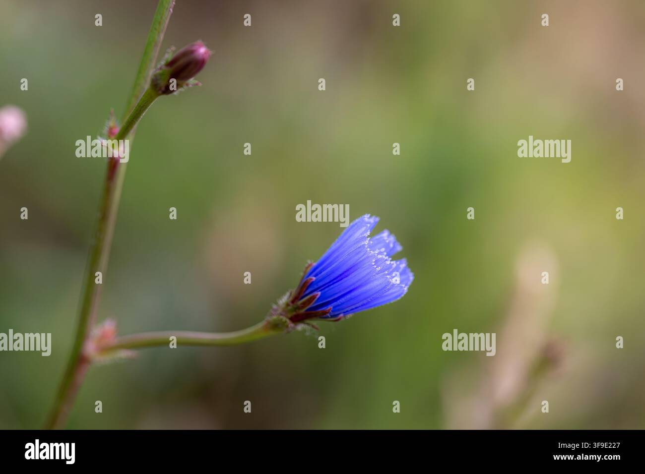 Bucco di cicoria (Cichorium intybus) che si apre mostrando i suoi vibranti petali blu con punte bianche, che crescono su uno stelo verde contro uno sfondo naturale dolcemente sfocato Foto Stock